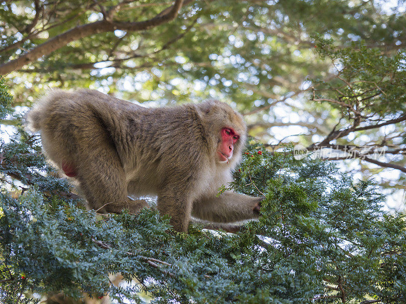 日本猕猴（Macaca fuscata）